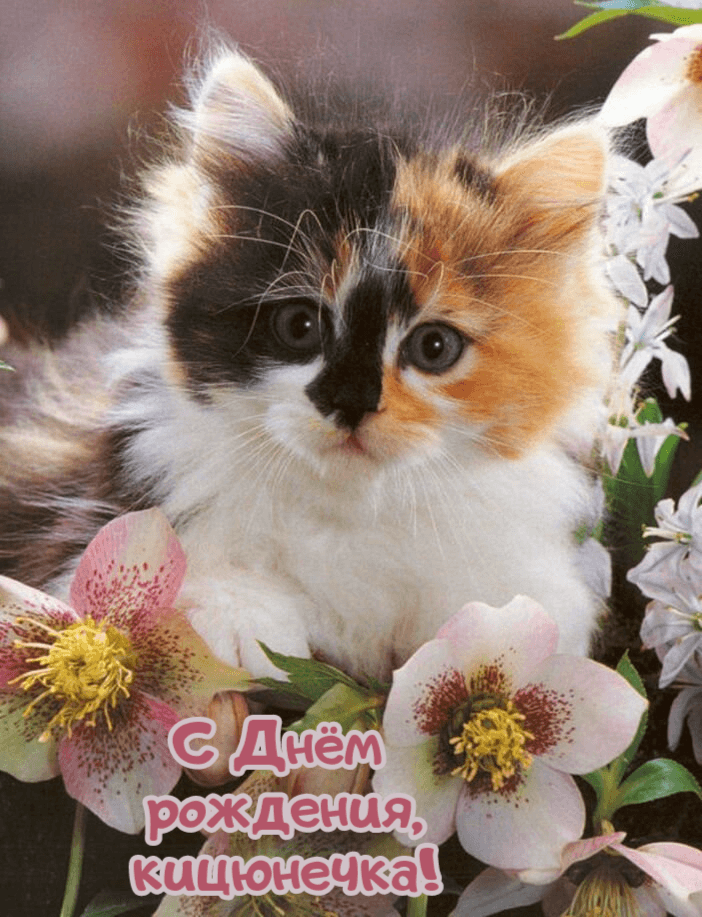 С Днём  рождения, кицюнечка!